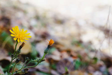 The dandelion blooming in autumn is a natural wonderの写真素材