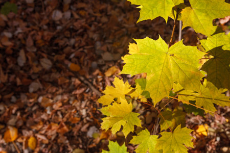 Photo closeup of autumn colorful yellow golden thick blanket of fallen dry maple leaves