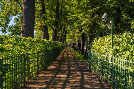Summer Garden avenue in St. Petersburg, Russia.の写真素材