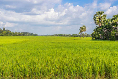 Rice field in the evening, Cambodiaの写真素材