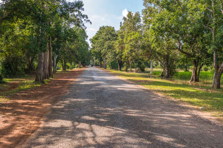 Road through the jungle, Cambodiaの写真素材