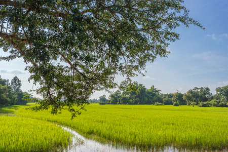 Rice field in the evening, Cambodiaの写真素材