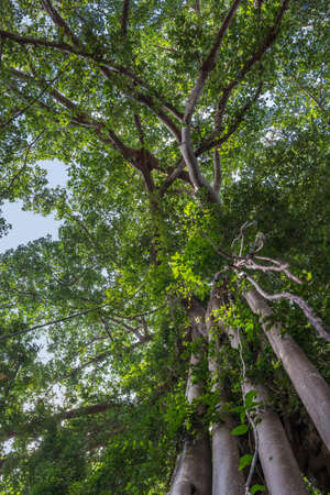 Giant banyan ficus tree, Cambodiaの写真素材