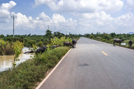 Water buffalo crossing the road, Cambodia