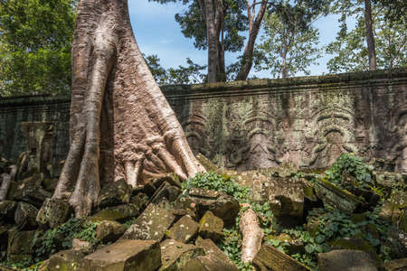 Banteay Kdei temple with silk cotton tree roots in Angkor, Siem Reap, Cambodia.の写真素材