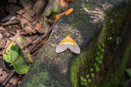 Beautiful exotic butterfly in the jungle, Cambodiaの写真素材