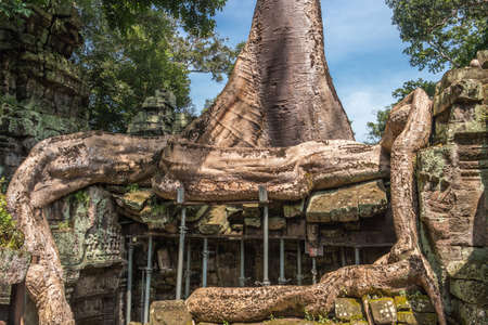 Banteay Kdei temple with silk cotton tree roots in Angkor, Siem Reap, Cambodia.
