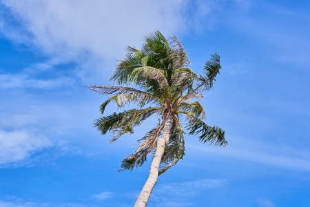 Palm on blue skyの写真素材