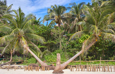 Palms on the beach