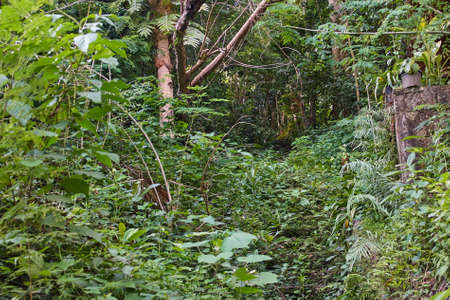 Road deep into the jungle