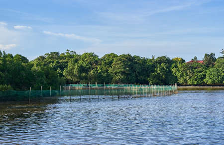 Net for saving the mangrove treesの写真素材