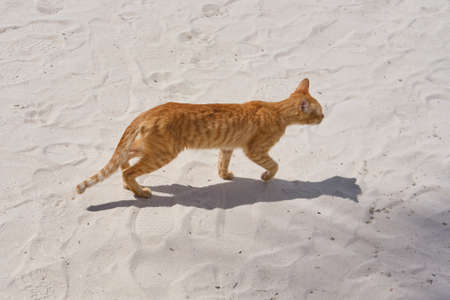 Yellow cat on the beachの写真素材