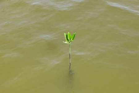 Small mangrove tree in the waterの写真素材