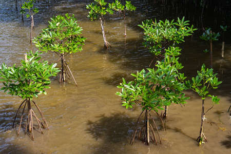 Small mangrove trees in the water