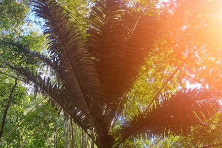 Sunshine from the palm in the jungleの写真素材