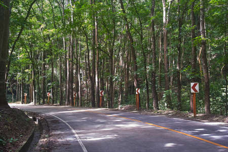Beautiful scenic road through the forestの写真素材