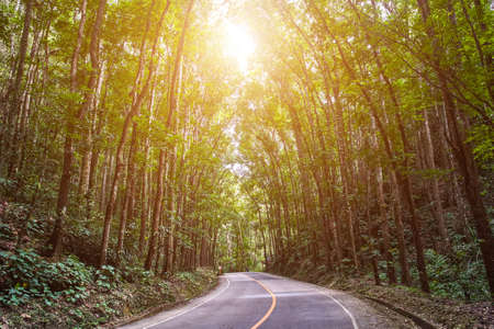 Beautiful scenic road through the forestの写真素材