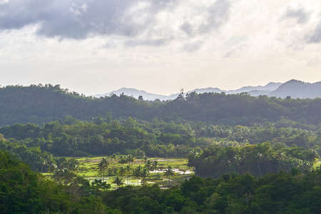 Aerial view of tripical forest, Bohol Island, Philippinesの写真素材