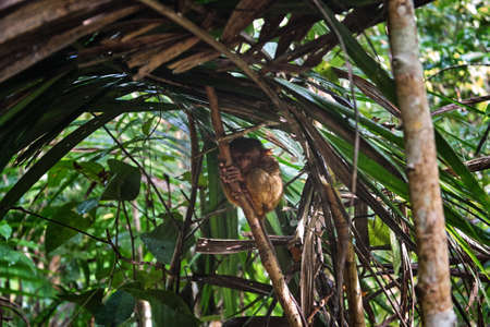 Tarsier is a nocturnal species and one of the smallest known primate that can be found in Bohol, Philippies.の写真素材