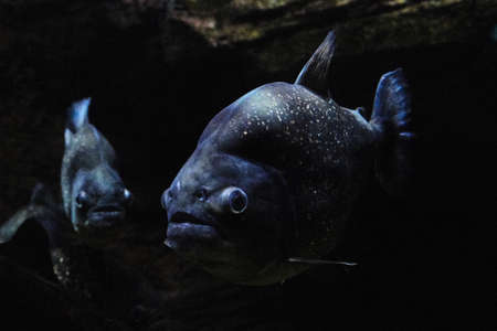 Piranha fish underwaterの写真素材