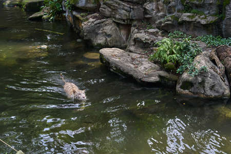 White tiger in the waterの写真素材