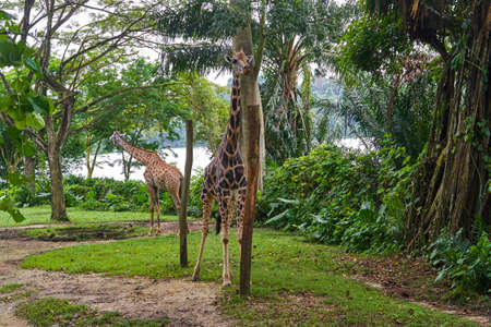 Two Rothschild's giraffes in Singapore zooの写真素材