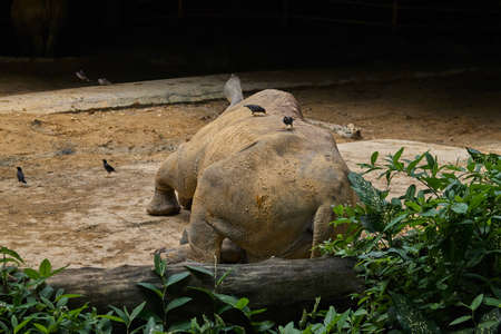 White rhinoceros in Singapore zooの写真素材