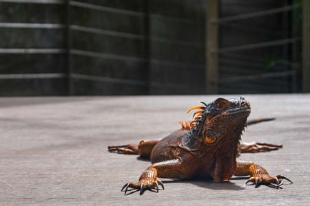 Iguana lizards on the wooden bridgeの写真素材