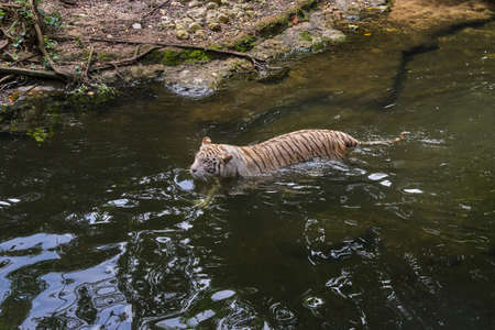 White tiger in the waterの写真素材