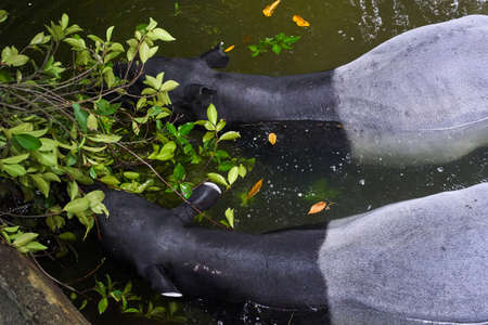 Malayan Tapir is eatingの写真素材