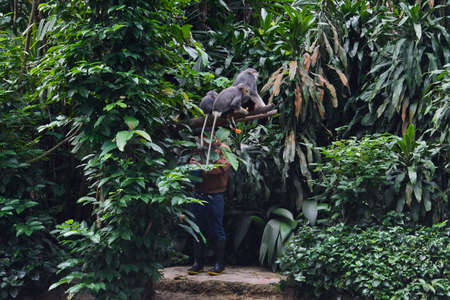 Monkey feedeing time in Singapore zooの写真素材