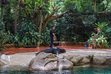 SINGAPORE - NOBEMBER 29, 2017: Splash Safari Showのeditorial素材