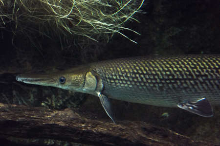 Alligator gar fishの写真素材