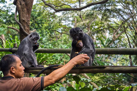 SINGAPORE - NOBEMBER 29, 2017: Monkey feedeing timeのeditorial素材