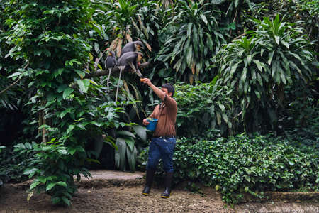 SINGAPORE - NOBEMBER 29, 2017: Monkey feedeing timeのeditorial素材