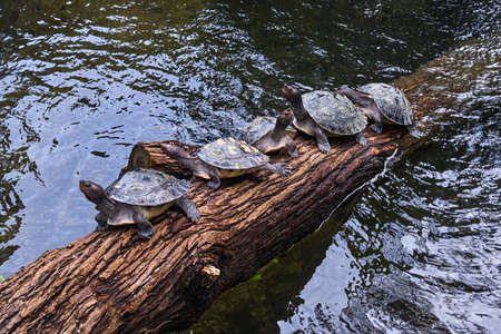 Group of turtles on the wooden trunkの写真素材
