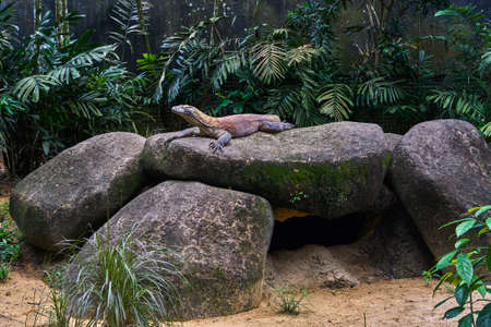 Komodo dragon lizardの写真素材