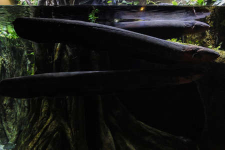 Electric eel underwaterの写真素材