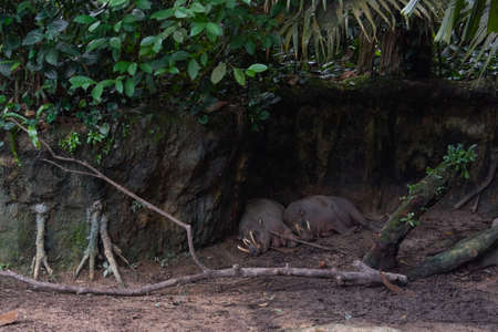 The babirusas, also called deer-pigs are sleepingの写真素材