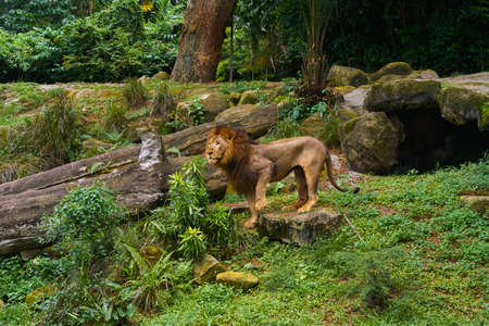 Lion is on the jungle forestの写真素材