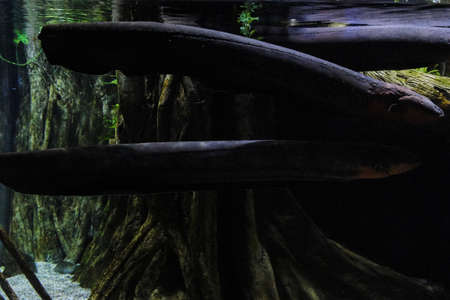 Electric eel underwaterの写真素材