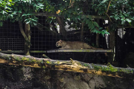 Puma in Singapore zooの写真素材