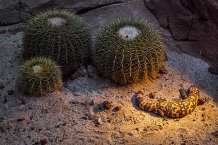 Gila monster near cactusの写真素材