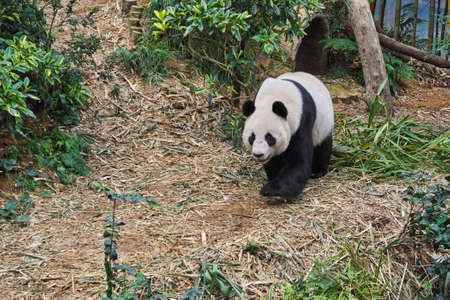 Giant white pandaの写真素材