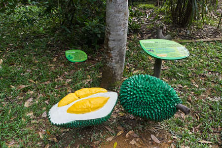 Durian tree in Singapore zoo