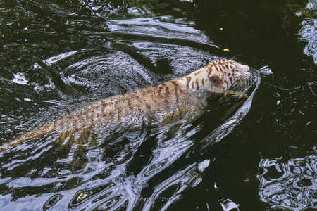 White tiger in the waterの写真素材