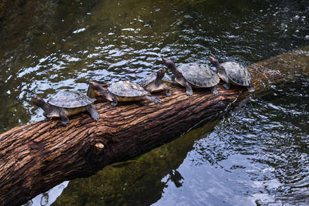 Group of turtles on the wooden trunkの写真素材