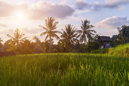 Beautiful rice terraces in Ubud, Bali island, Indonesiaの写真素材