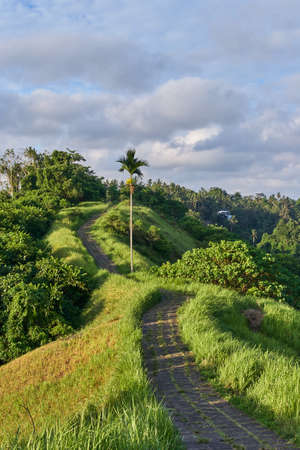 Campuhan Ridge Walk sacred trail, on Bali island, Indonesiaの写真素材