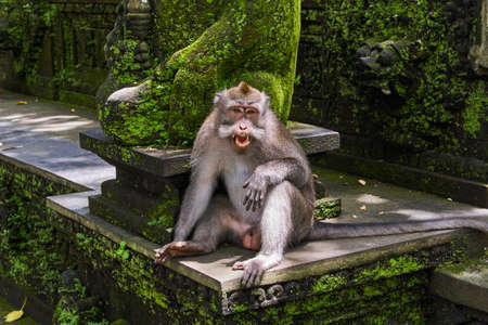Monkeys in Ubud Monkey Forest, Bali island, Indonesia